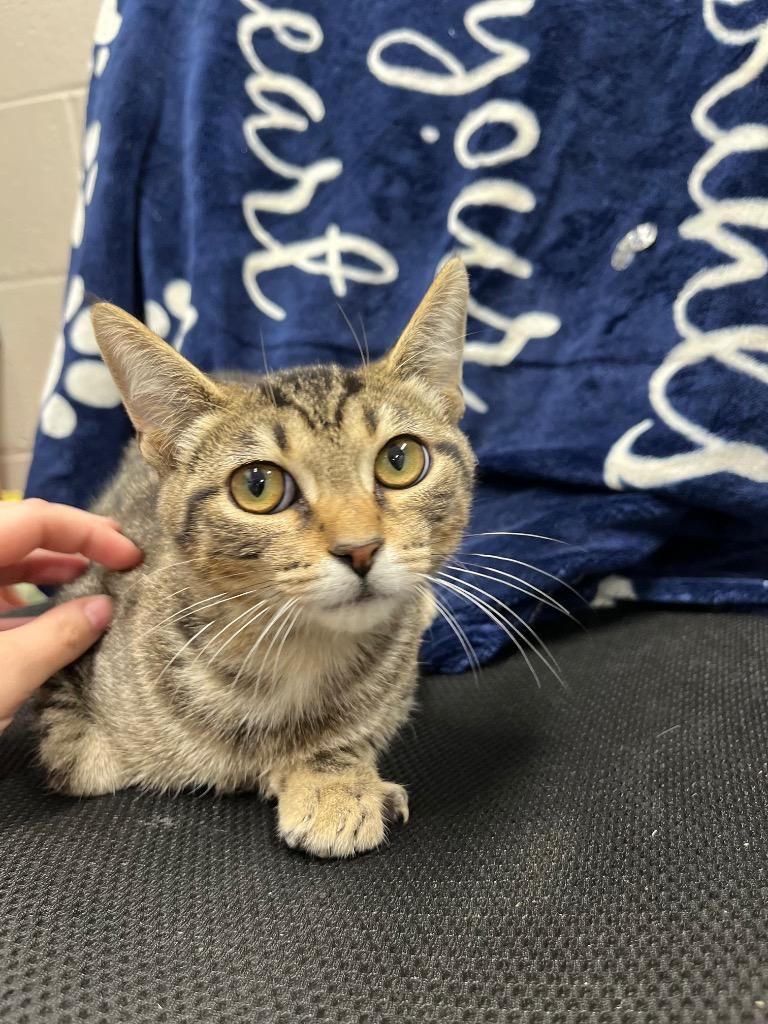 Flare, a Adoptable mixed breed in Hopkinsville, KY image 5/5