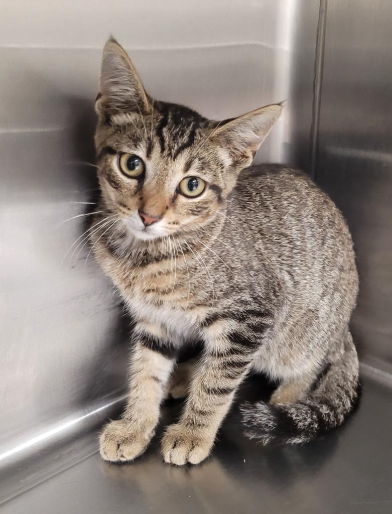 Flare, a Adoptable mixed breed in Hopkinsville, KY image 4/5