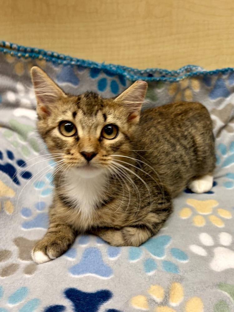 Enlarge Adrianna, a Adoptable Domestic Long Hair in Panama City Beach, FL image 1/2