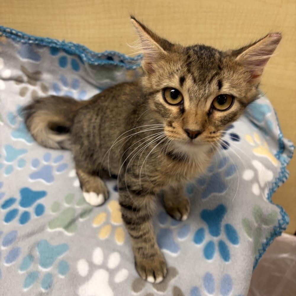 Enlarge Adrianna, a Adoptable Domestic Long Hair in Panama City Beach, FL image 2/2