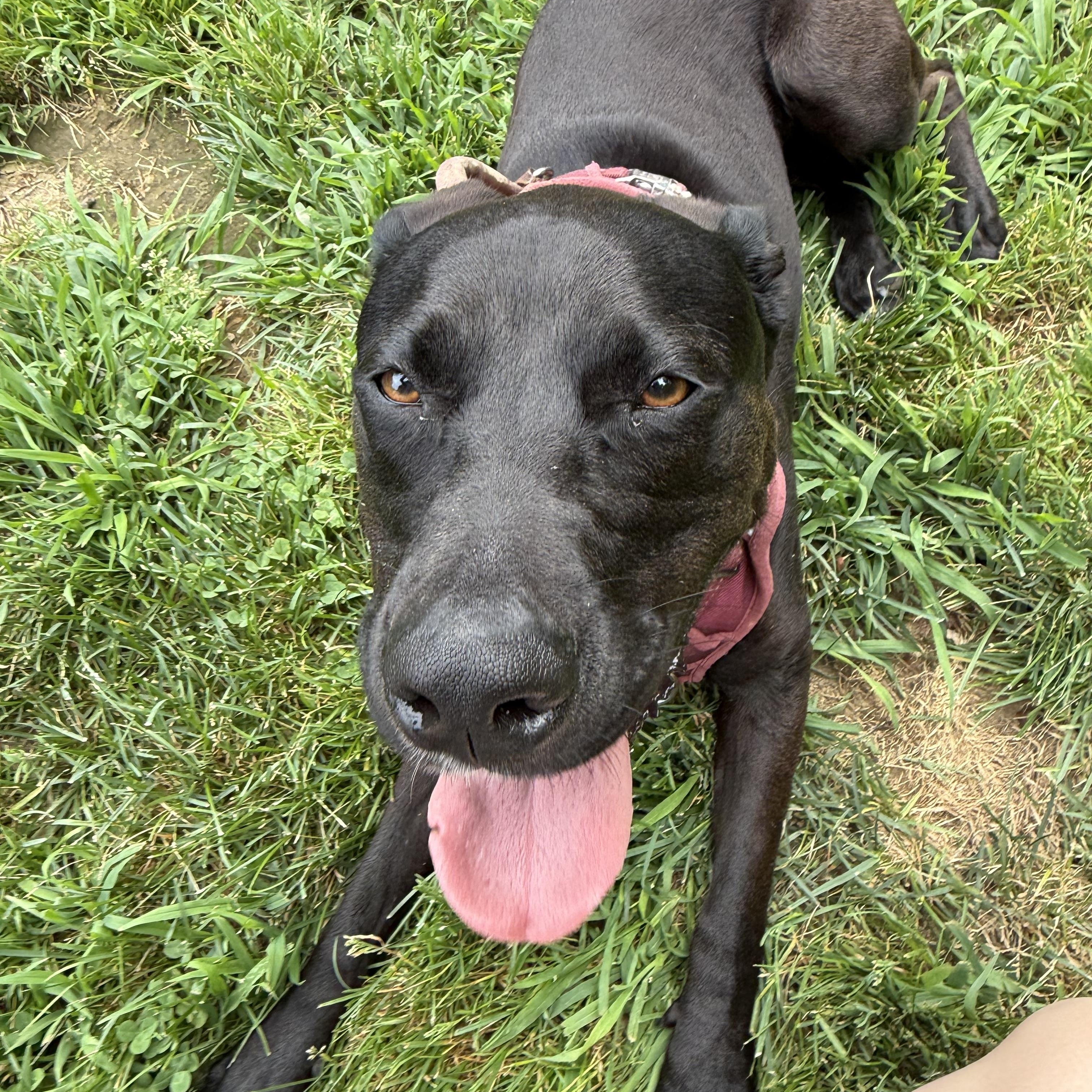 Enlarge Luna, a ADOPTABLE mixed breed in Exeter, RI image 2/2