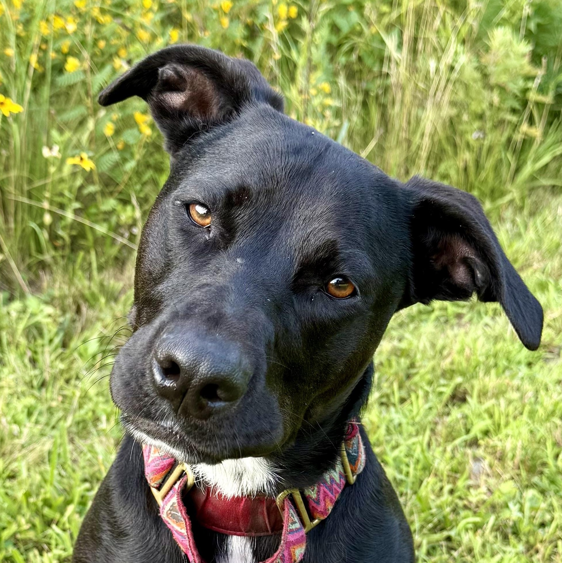 Luna, ADOPTABLE, Young Female Black Labrador Retriever.