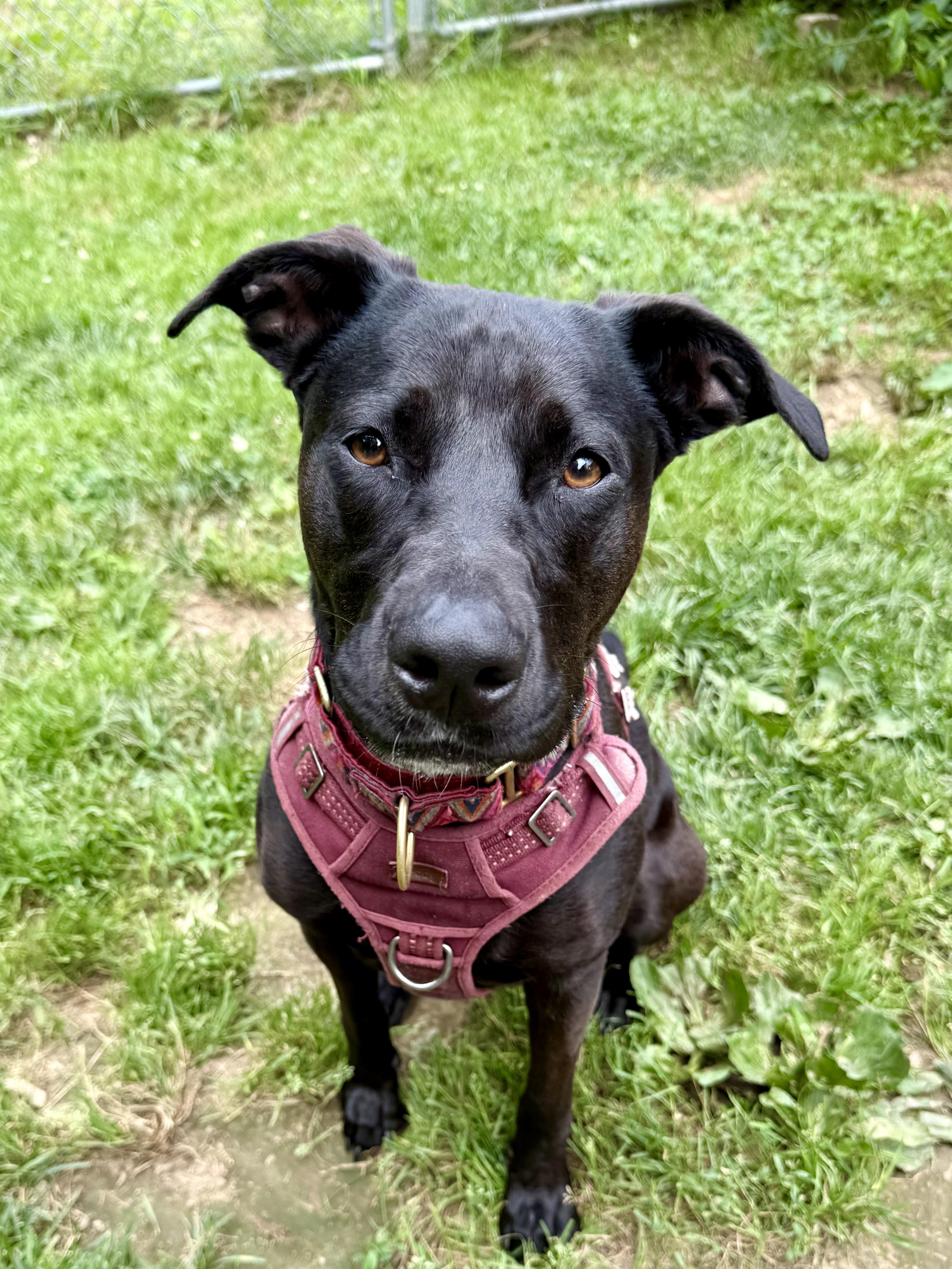 Enlarge Luna, a ADOPTABLE mixed breed in Exeter, RI image 1/2
