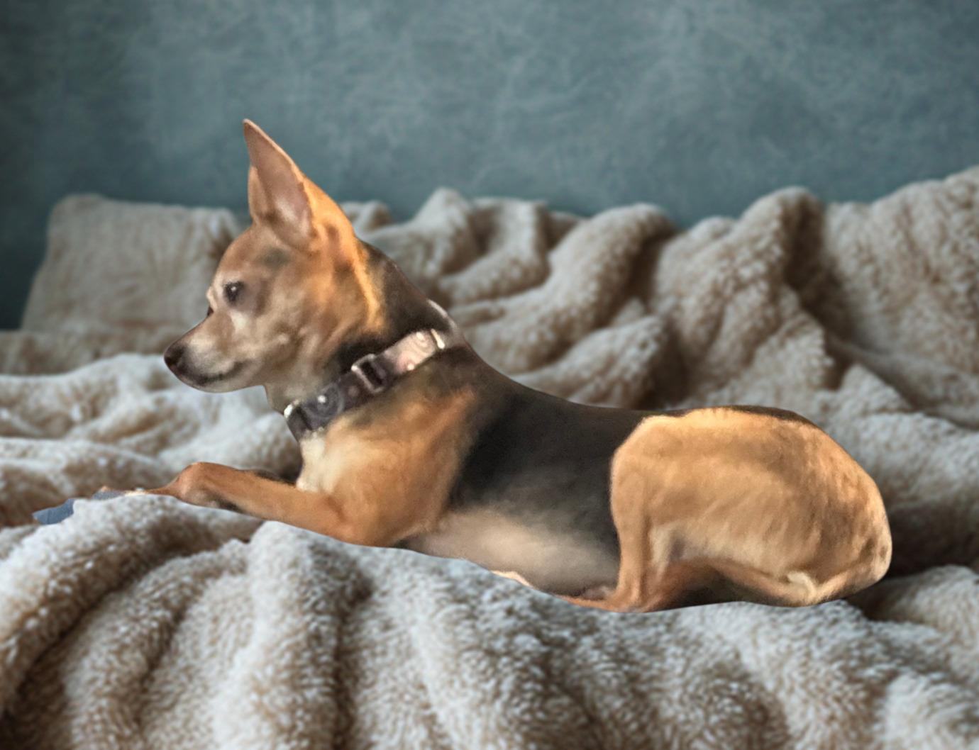 Shayla, Adoptable, Adult Female Chihuahua.