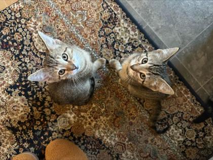 Arlo (bonded with Alastair), Adoptable, Kitten Male Domestic Short Hair & Domestic Short Hair.