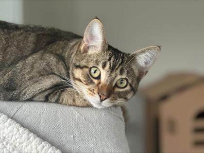 Arlo (bonded with Alastair), Adoptable, Kitten Male Domestic Short Hair & Domestic Short Hair.