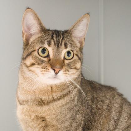 Arlo (bonded with Alastair), Adoptable, Kitten Male Domestic Short Hair & Domestic Short Hair.
