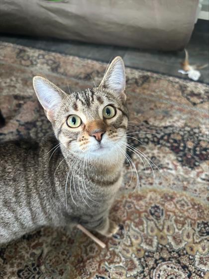 Enlarge Arlo (bonded with Alastair), a Adoptable mixed breed in Verona, WI image 2/3