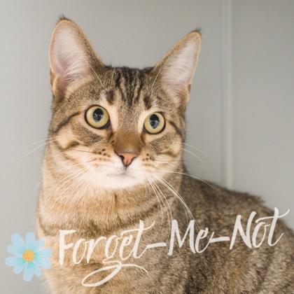 Enlarge Arlo (bonded with Alastair), a Adoptable mixed breed in Verona, WI image 3/3