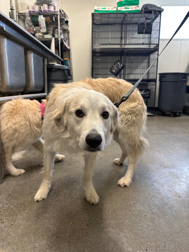 Winston, Adoptable, Young Male Great Pyrenees & Mixed Breed.