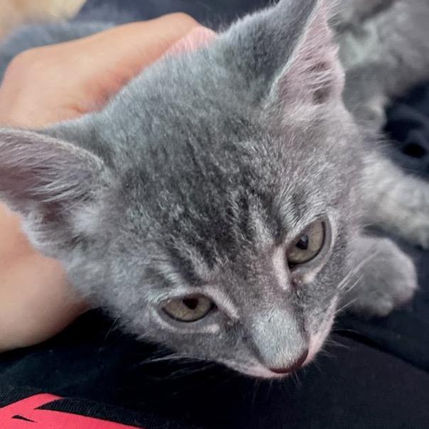 Jan, Adoptable, Kitten Female Domestic Short Hair.