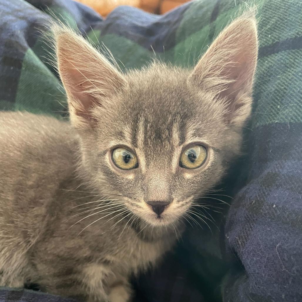 Enlarge Jan, a Adoptable Domestic Short Hair in Escondido, CA image 2/6