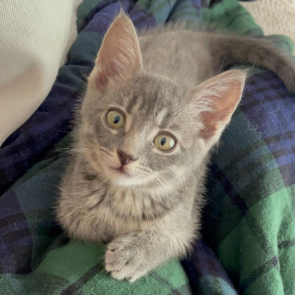 Enlarge Jan, a Adoptable Domestic Short Hair in Escondido, CA image 3/6