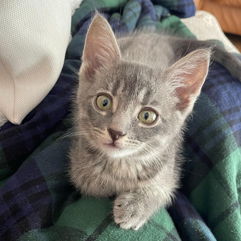 Enlarge Jan, a Adoptable Domestic Short Hair in Escondido, CA image 4/6