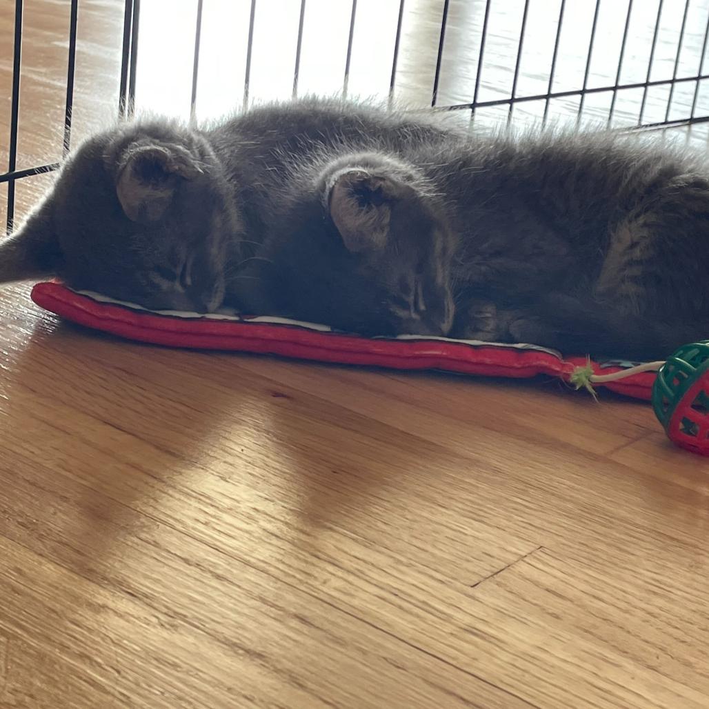 Enlarge Jan, a Adoptable Domestic Short Hair in Escondido, CA image 5/6