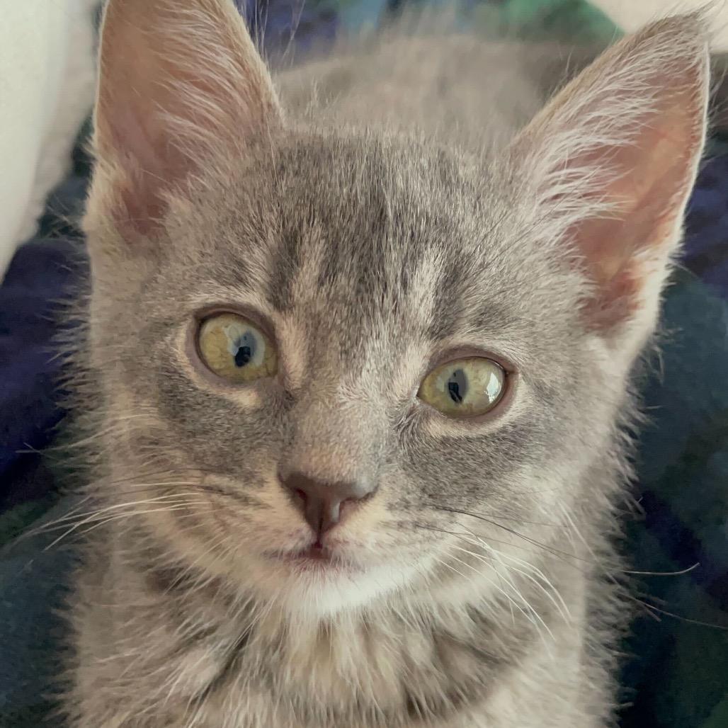 Enlarge Jan, a Adoptable Domestic Short Hair in Escondido, CA image 6/6