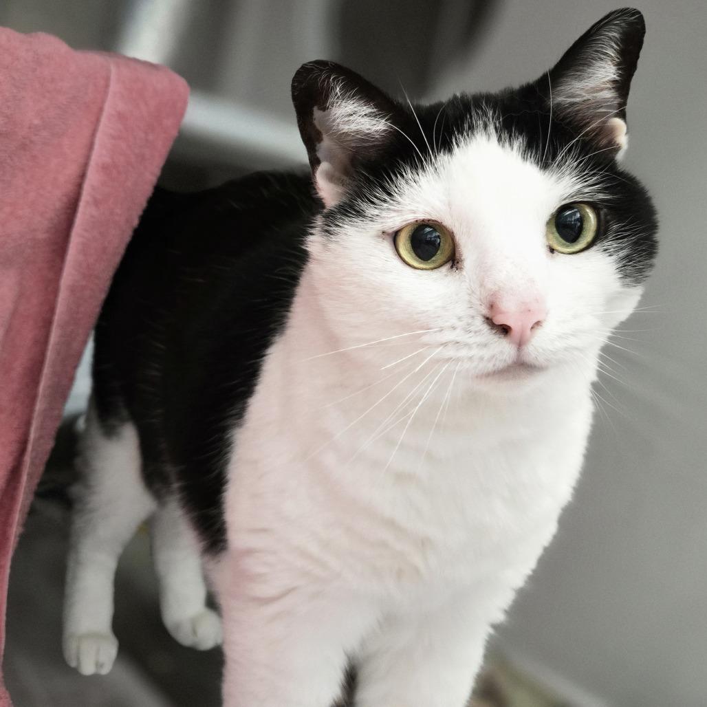 Salt, Adoptable, Senior Female Domestic Short Hair.