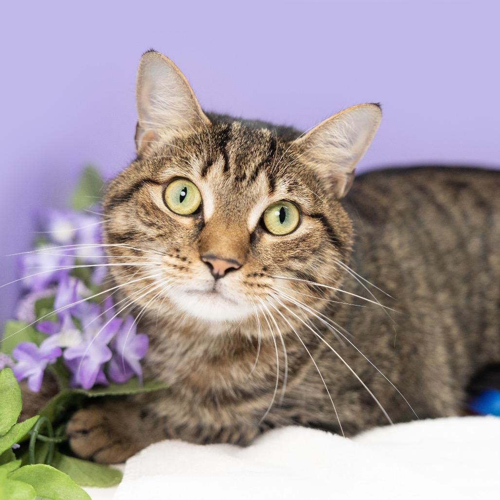 Penelope aka Penny, Adoptable, Adult Female Domestic Short Hair.
