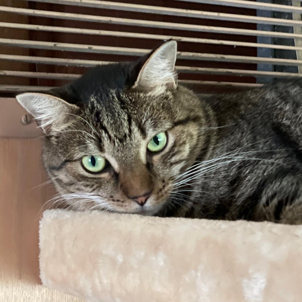 Penelope aka Penny, a Adoptable Domestic Short Hair in Durham, NC image 2/6