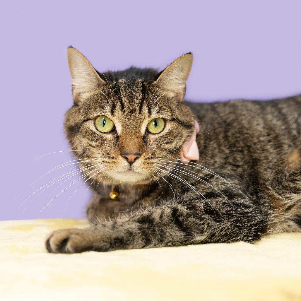 Penelope aka Penny, a Adoptable Domestic Short Hair in Durham, NC image 3/6
