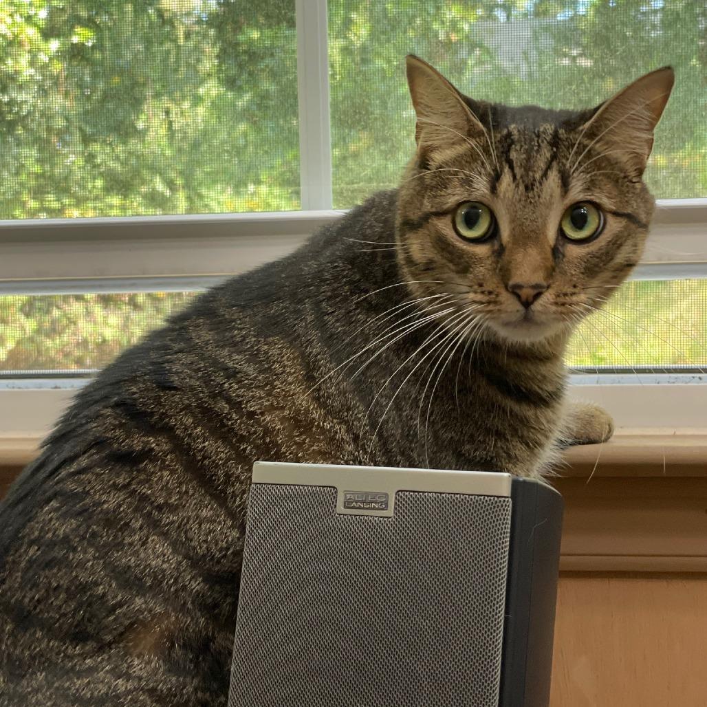 Penelope aka Penny, a Adoptable Domestic Short Hair in Durham, NC image 4/6