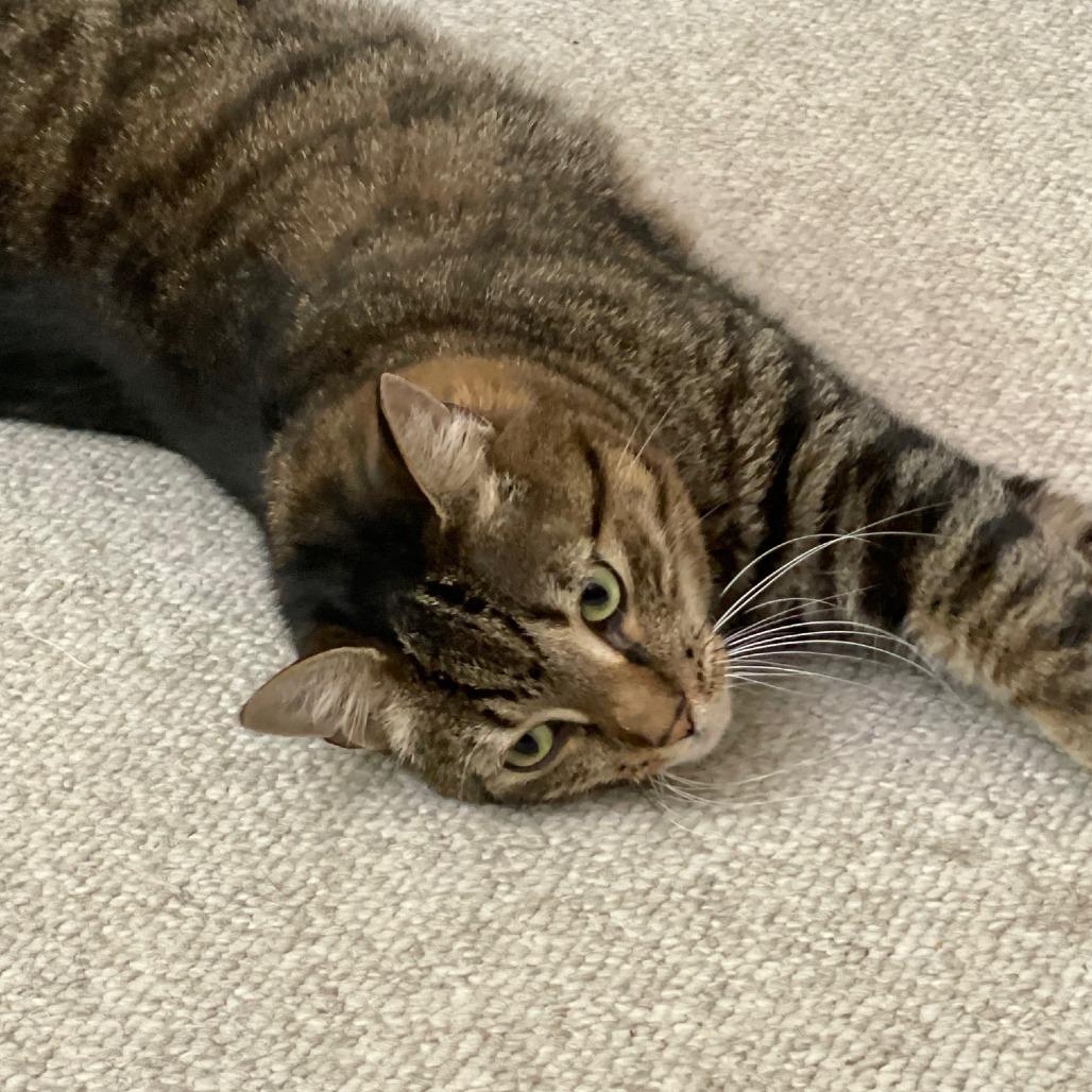Penelope aka Penny, a Adoptable Domestic Short Hair in Durham, NC image 5/6