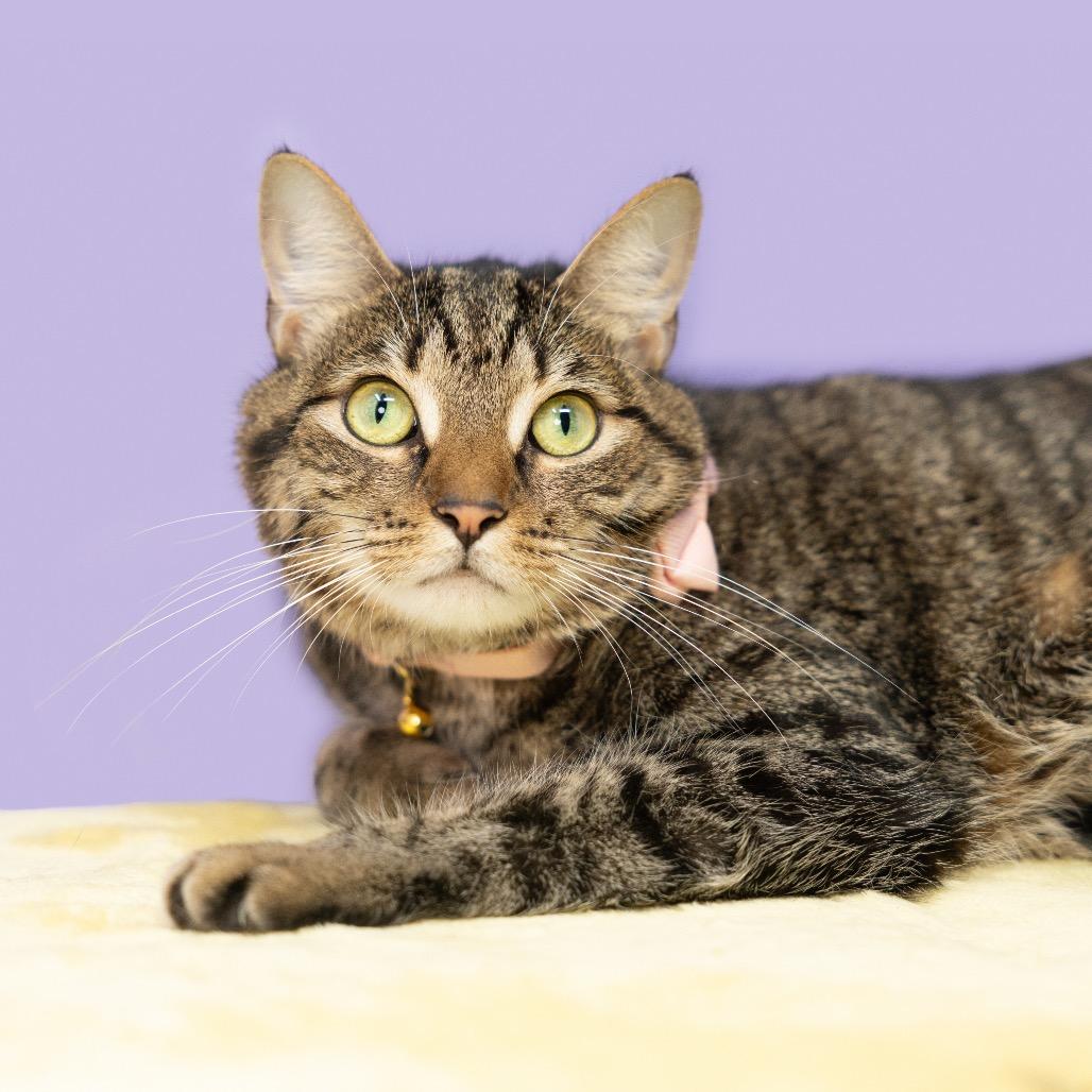 Penelope aka Penny, a Adoptable Domestic Short Hair in Durham, NC image 6/6