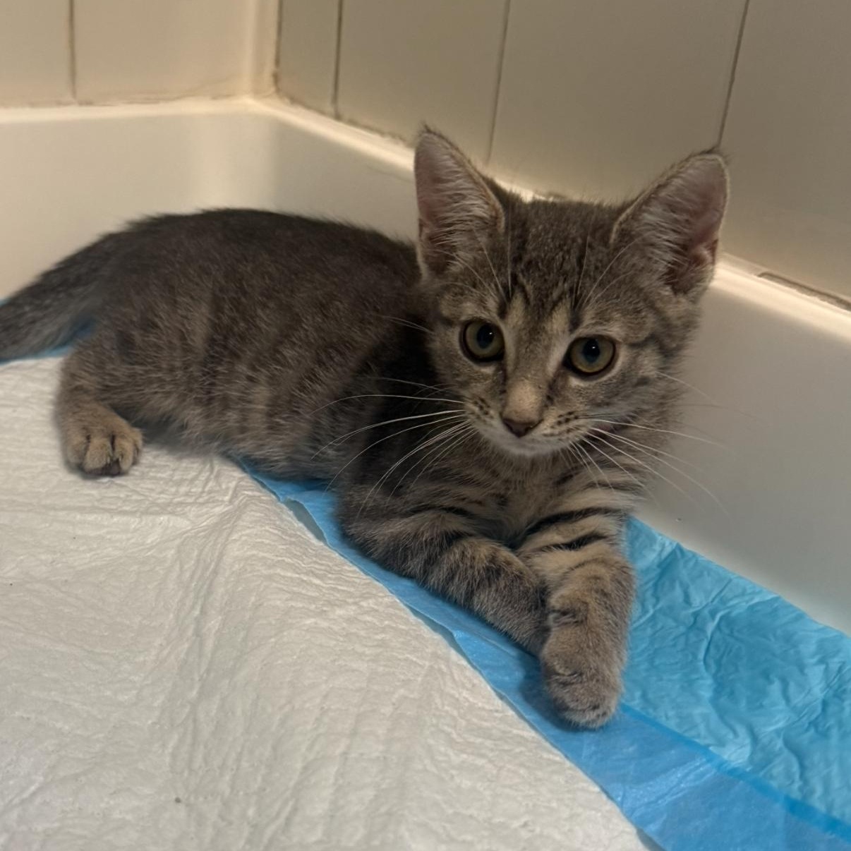 Enlarge Mika, a Adoptable Domestic Short Hair in Moriches, NY image 1/1