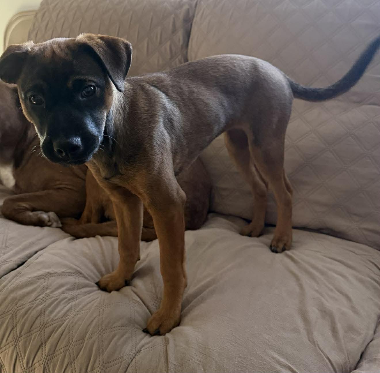 Brownie, ADOPTABLE, Puppy Female Mixed Breed.