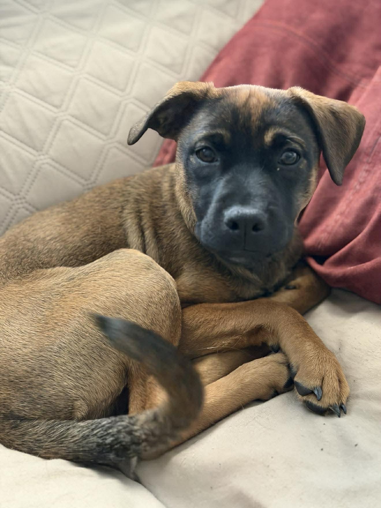 Enlarge Brownie, a ADOPTABLE mixed breed in Ronkonkoma, NY image 2/2