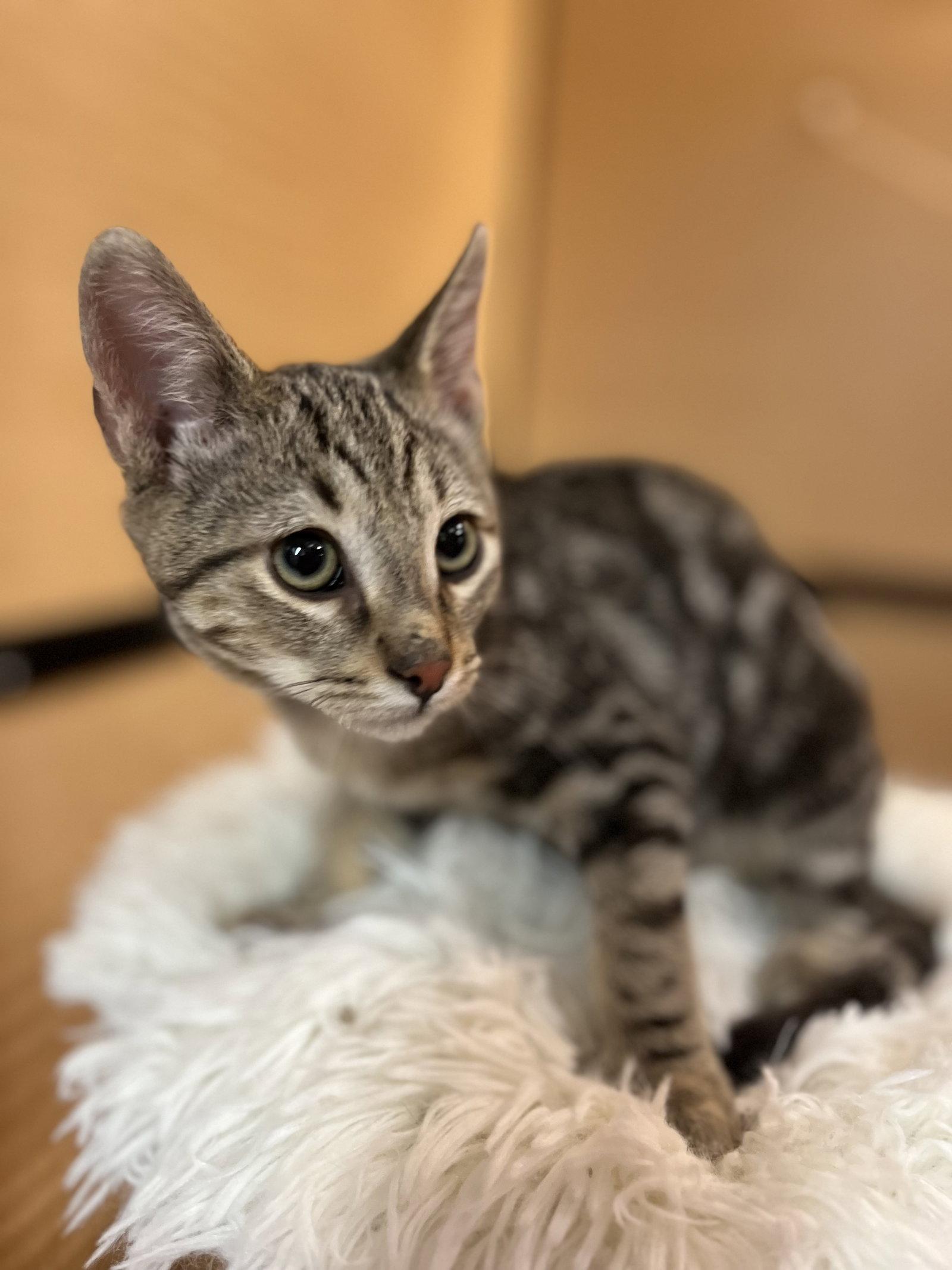 Enlarge Artemis, a Adoptable mixed breed in Scottsdale, AZ image 1/1