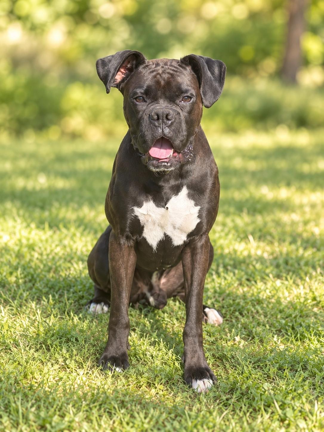 Titan, Adopted, Adult Male Boxer.