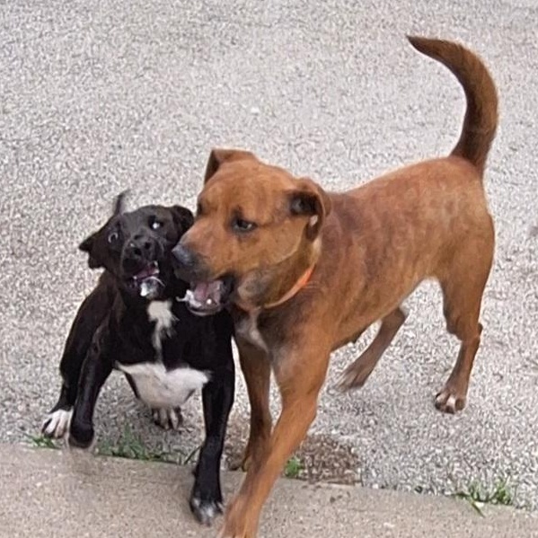 Rose, a ADOPTABLE Mixed Breed in Stanton, KY image 3/6