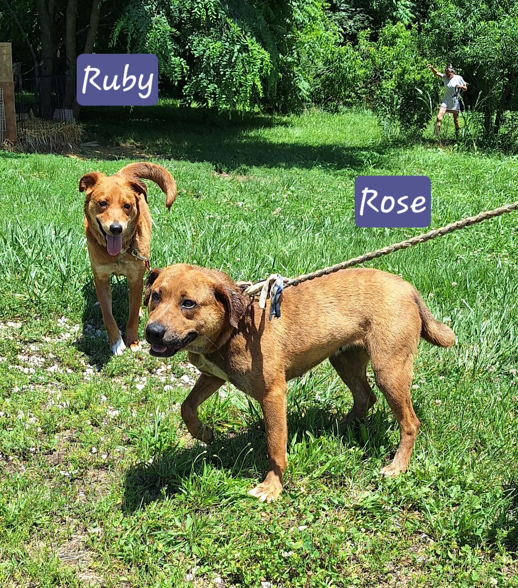 Rose, a ADOPTABLE Mixed Breed in Stanton, KY image 2/6