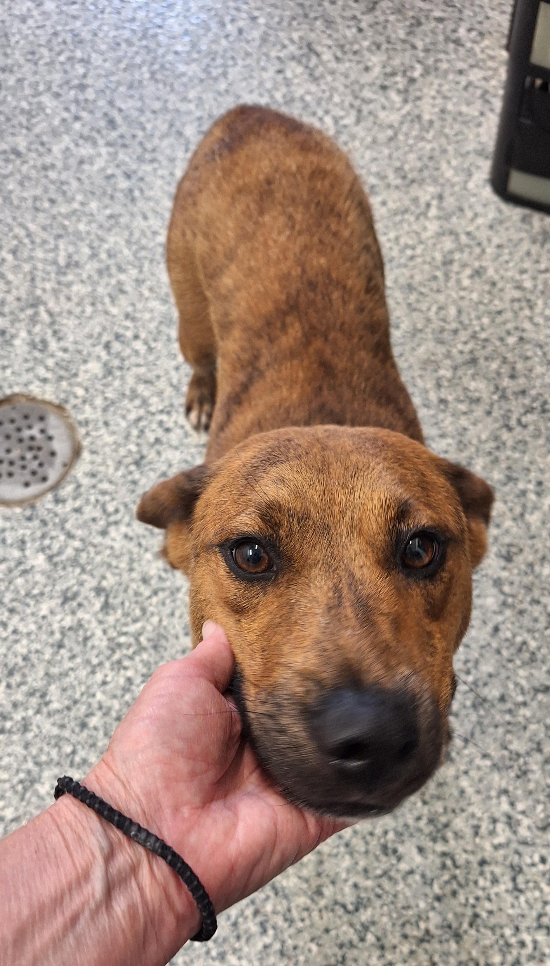 Rose, ADOPTABLE, Young Female Mixed Breed.