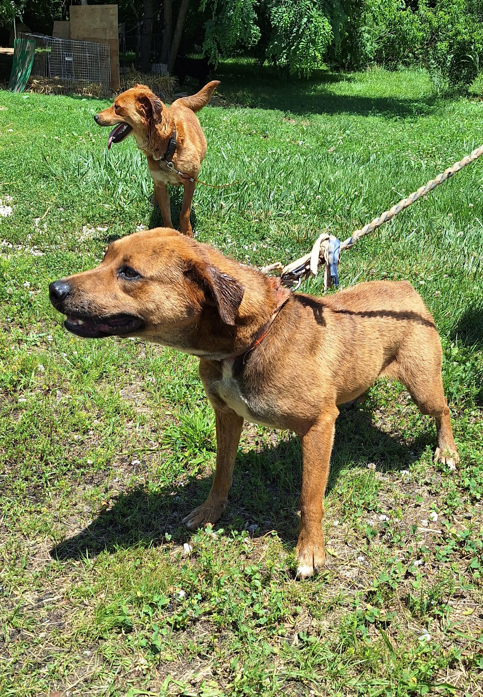 Rose, a ADOPTABLE Mixed Breed in Stanton, KY image 5/6