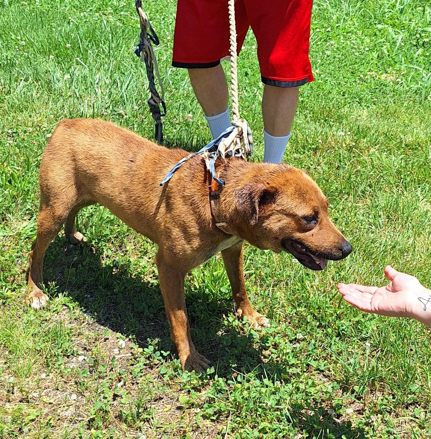 Rose, a ADOPTABLE Mixed Breed in Stanton, KY image 4/6