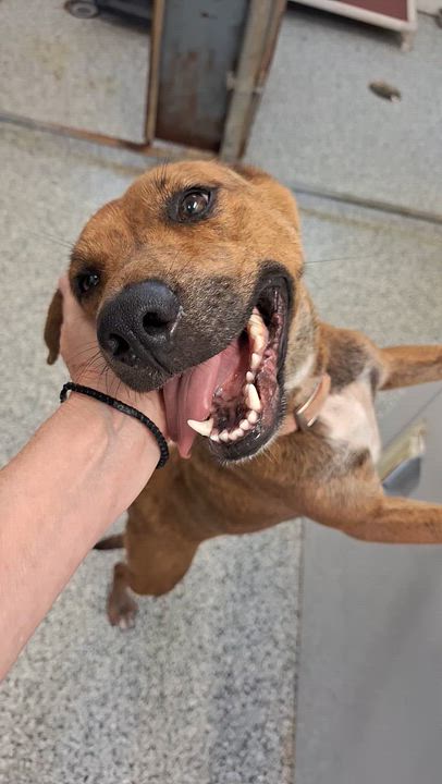 Enlarge Rose, a ADOPTABLE Mixed Breed in Stanton, KY video 6/6