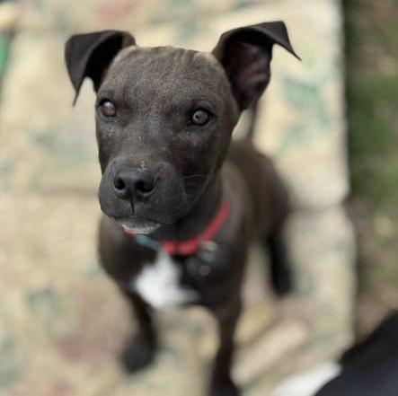 Enlarge Bud, a Adoptable mixed breed in Albany, NY image 2/6