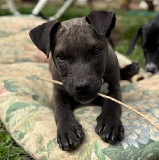 Bud, Adoptable, Puppy Male Labrador Retriever.