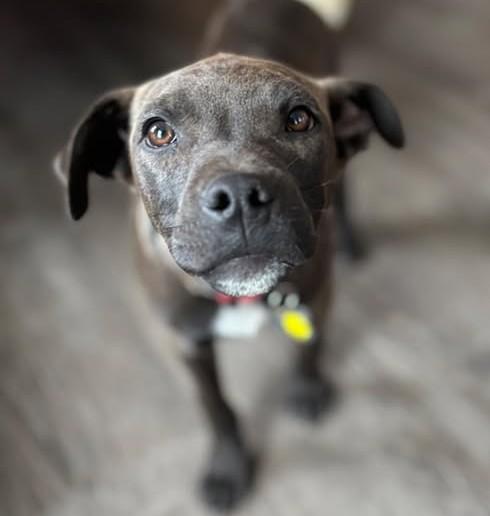 Enlarge Bud, a Adoptable mixed breed in Albany, NY image 5/6