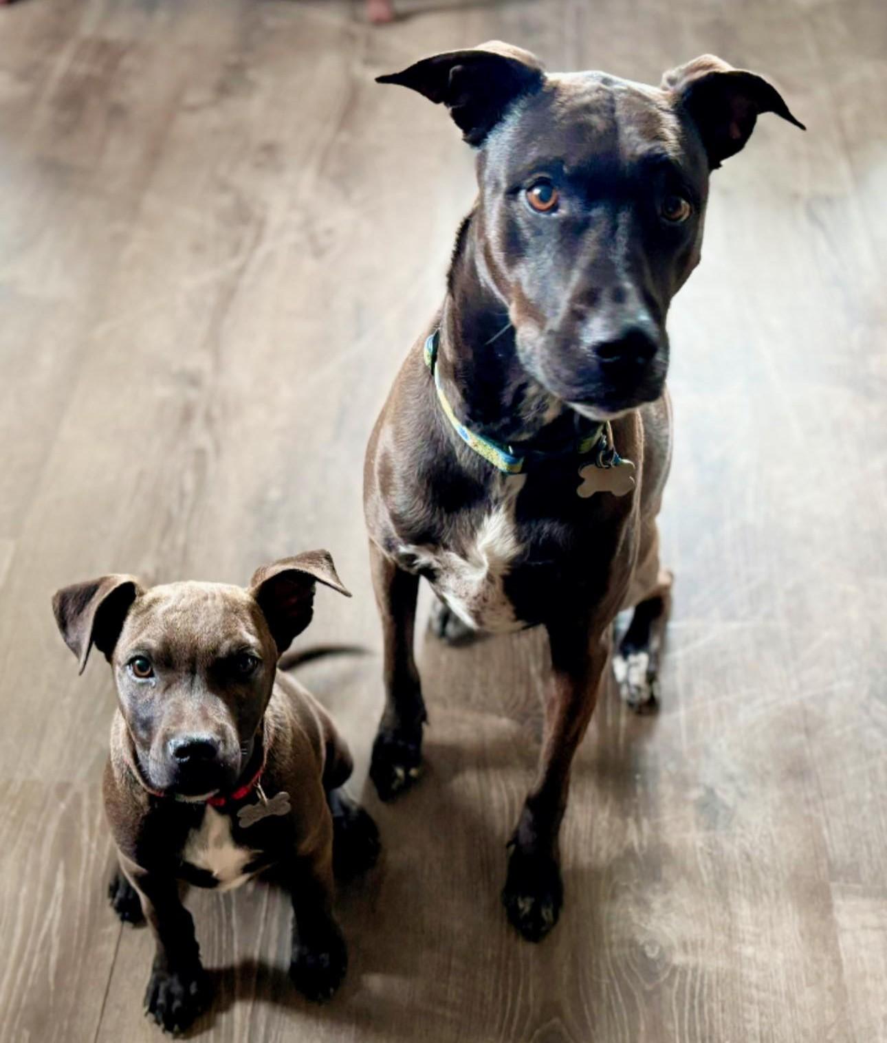 Enlarge Bud, a Adoptable mixed breed in Albany, NY image 3/6