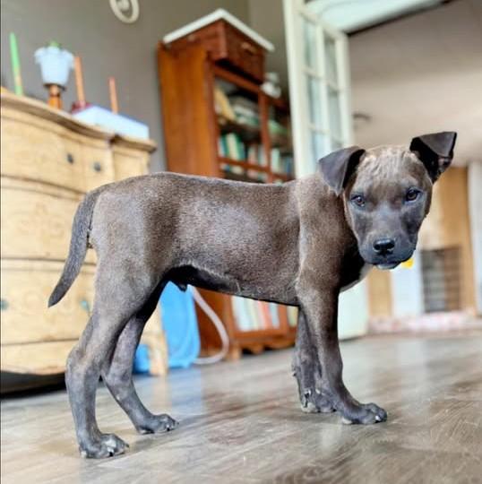 Enlarge Bud, a Adoptable mixed breed in Albany, NY image 4/6