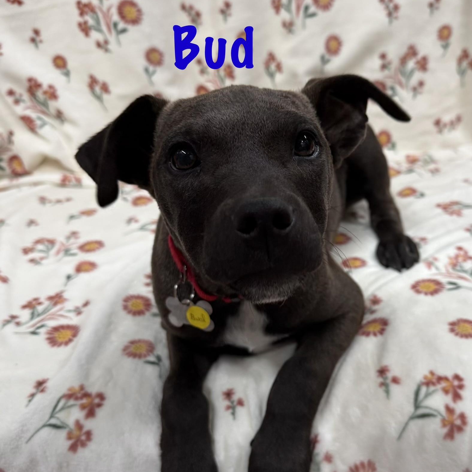 Enlarge Bud, a Adoptable mixed breed in Albany, NY image 6/6