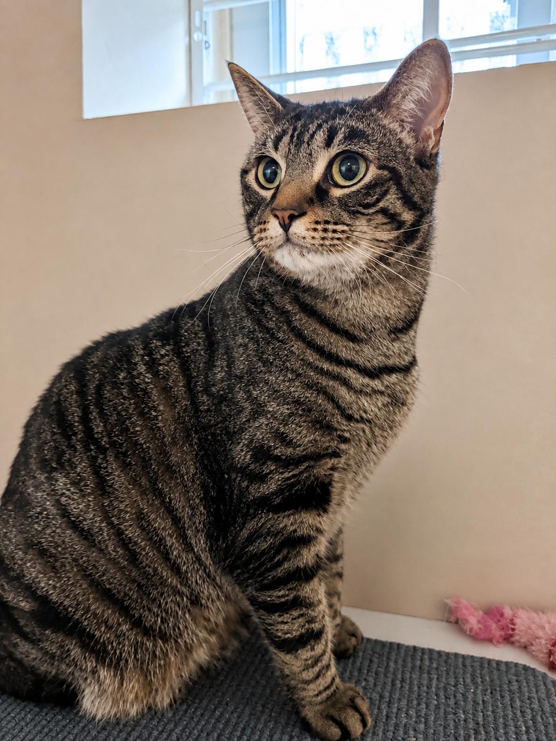 Enlarge Sky — Sweet, Serene & Loves Cats, a Adoptable Domestic Short Hair in Bloomfield, NJ image 1/5