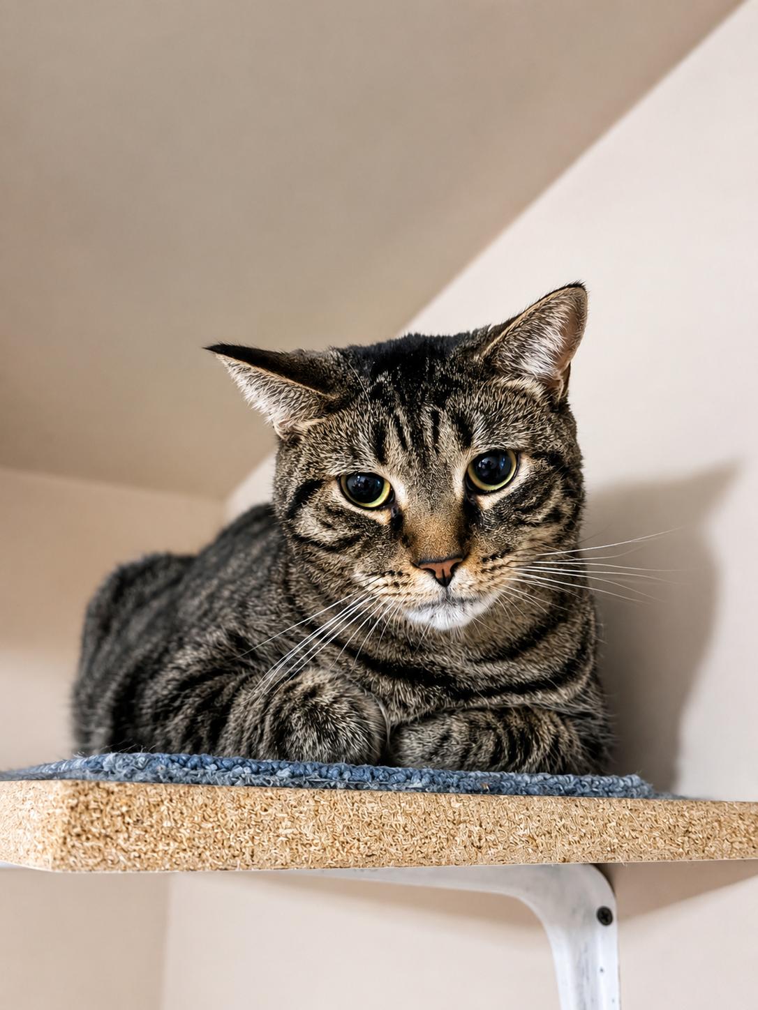 Enlarge Sky — Sweet, Serene & Loves Cats, a Adoptable Domestic Short Hair in Bloomfield, NJ image 2/5