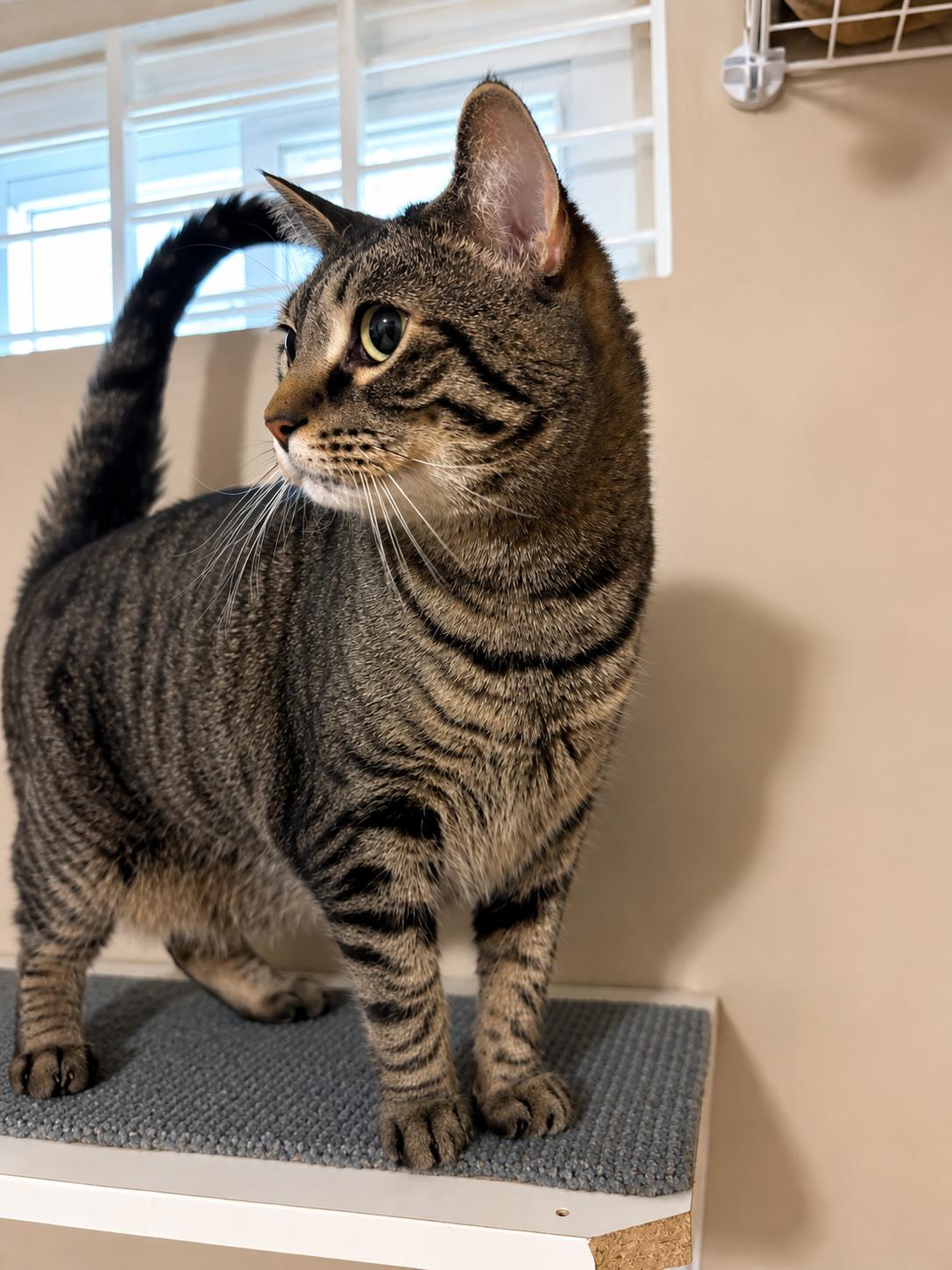 Enlarge Sky — Sweet, Serene & Loves Cats, a Adoptable Domestic Short Hair in Bloomfield, NJ image 4/5