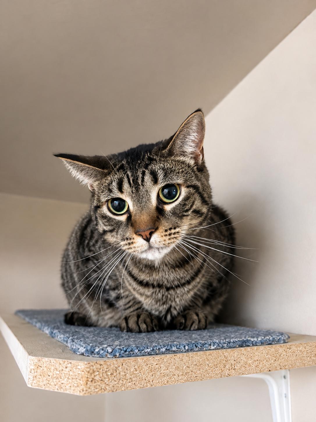 Enlarge Sky — Sweet, Serene & Loves Cats, a Adoptable Domestic Short Hair in Bloomfield, NJ image 3/5
