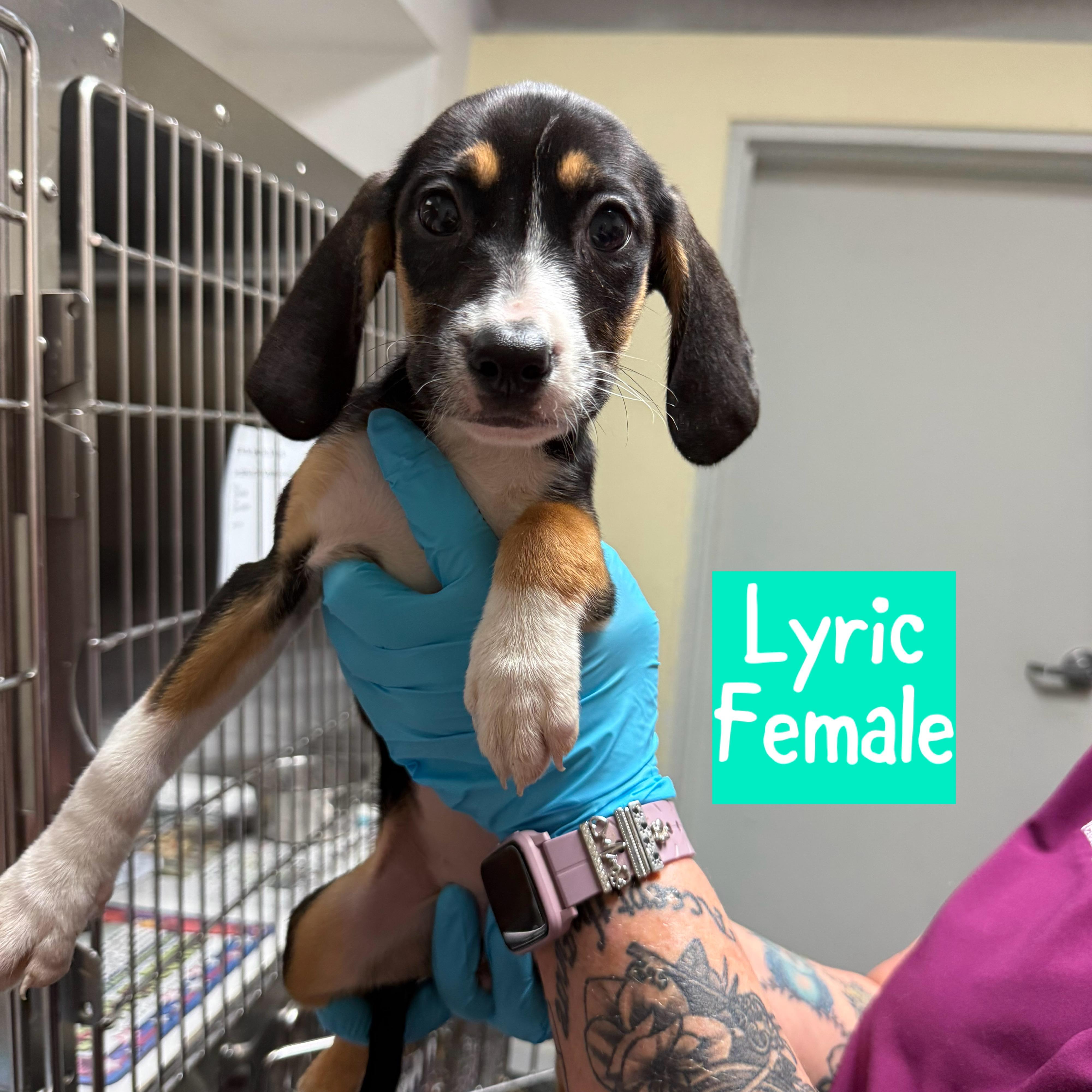 Meet the Musical Litter — Harmony, Indie, Melodie & Lyric!, an adoptable Mixed Breed, Hound in Houlton, ME, 04730 | Photo Image 3