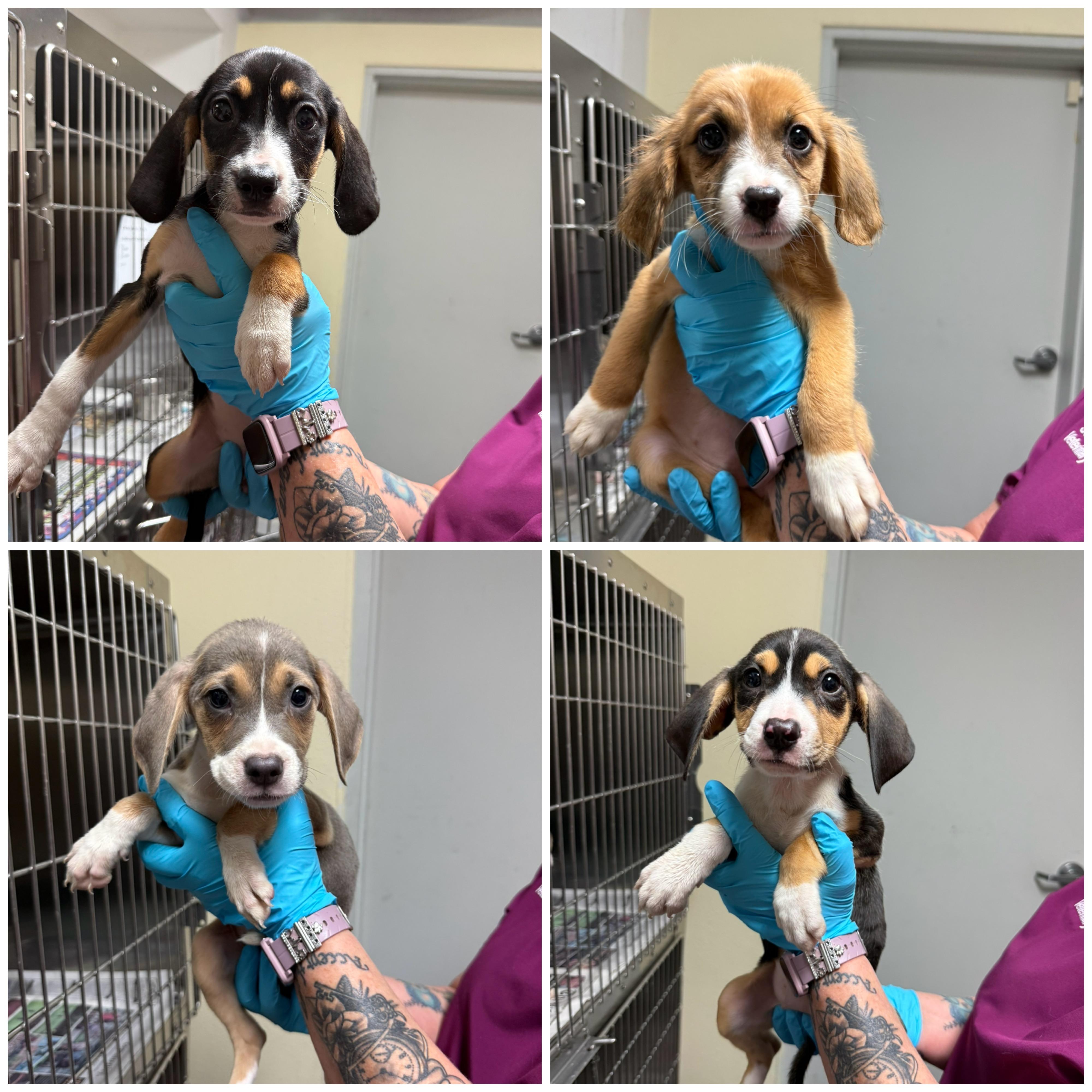Meet the Musical Litter — Harmony, Indie, Melodie & Lyric!, an adoptable Mixed Breed, Hound in Houlton, ME, 04730 | Photo Image 1